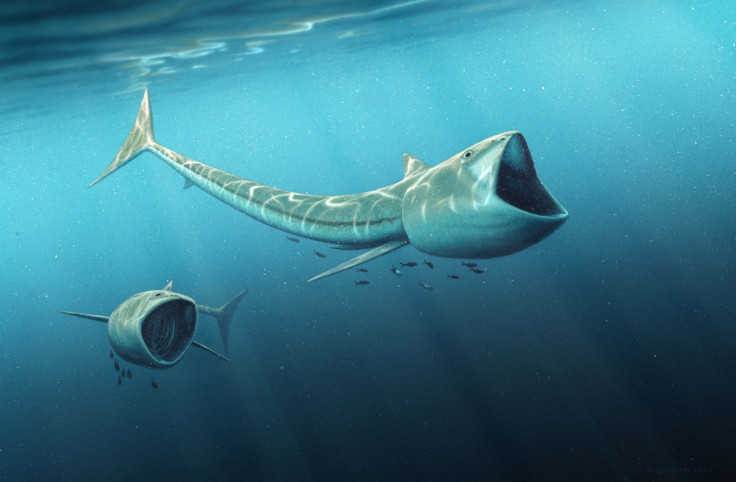 Rhinconichthys