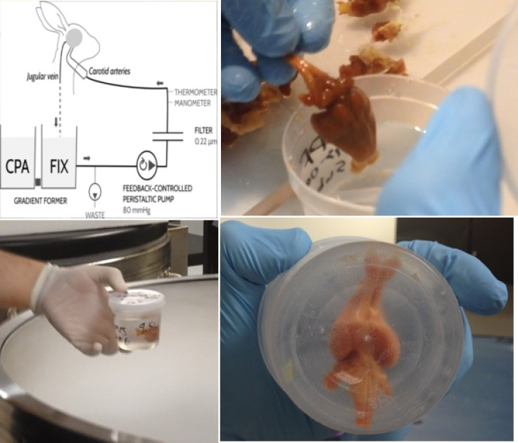 rabbit brain cryogenic freezing