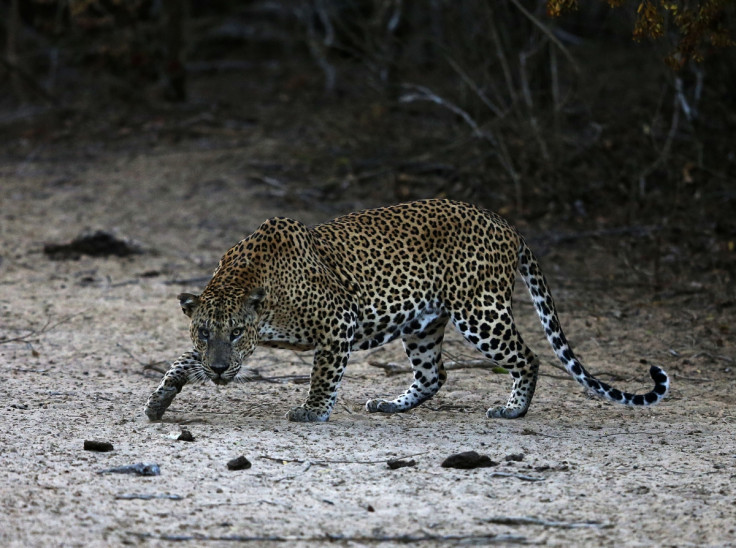 Leopard Bangalore
