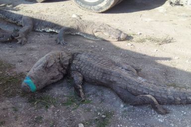 Mexico crocodiles