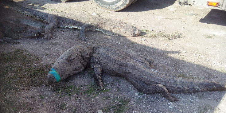 Mexico crocodiles