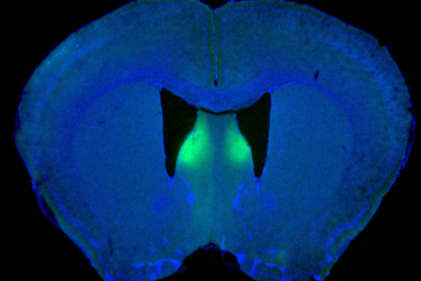 lateral septum mouse brain