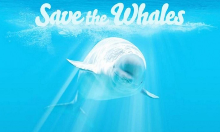PornHub save the whales
