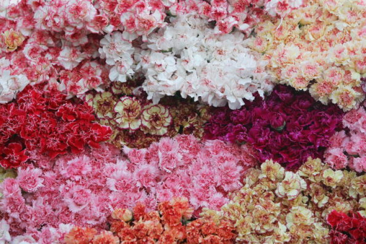 Carnation flowers