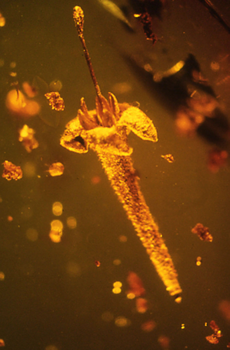 Strychnos electri