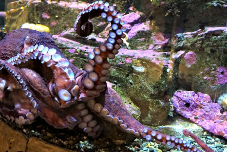 Seattle Aquarium octopus