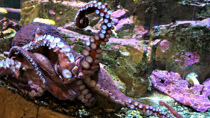 Seattle Aquarium octopus