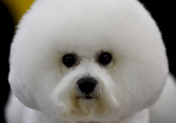 Westminster Kennel Club dog show 2016