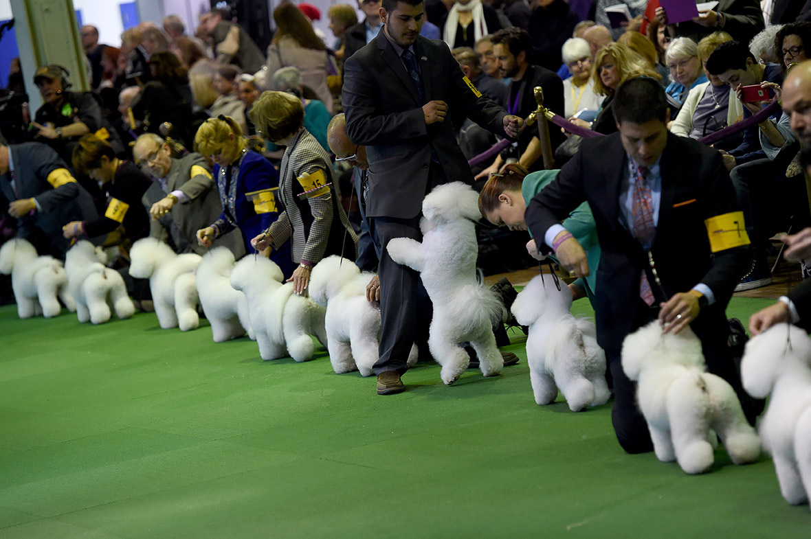 The 140th Westminster Kennel Club Dog Show at Madison