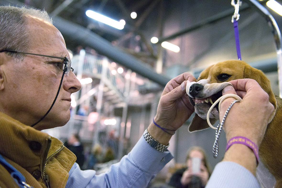 The 140th Westminster Kennel Club Dog Show at Madison Square Garden in