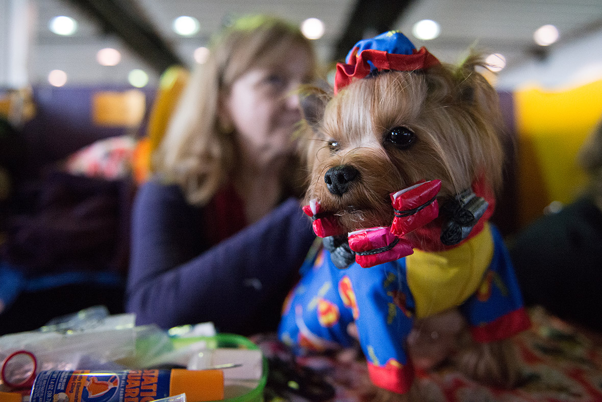 The 140th Westminster Kennel Club Dog Show at Madison Square Garden in