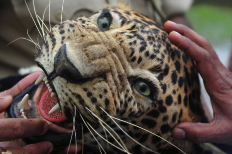 Stuffed leopard