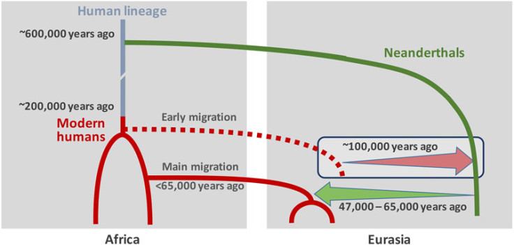 modern humans neanderthals