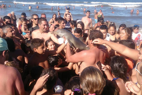 Dolphin selfie on beach