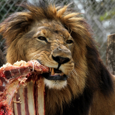 A lion feeds