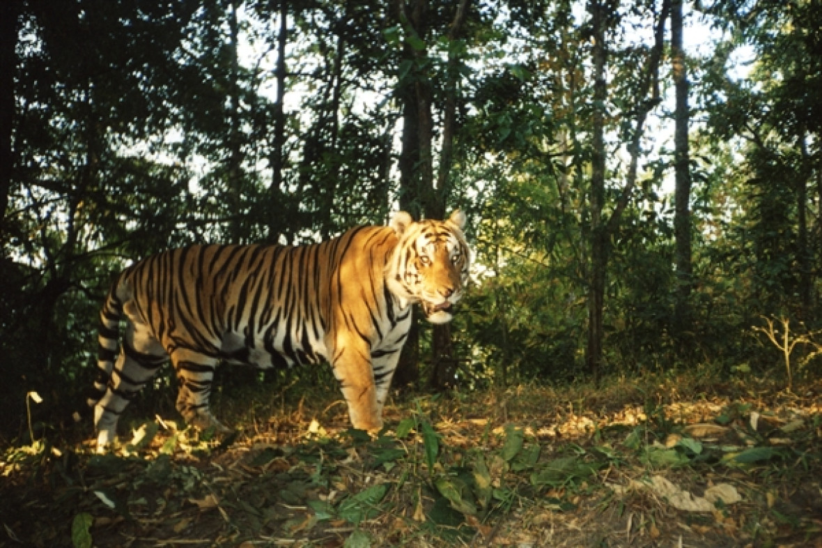 tiger southeast asia tiger southeast asia