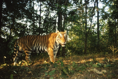 tiger southeast asia