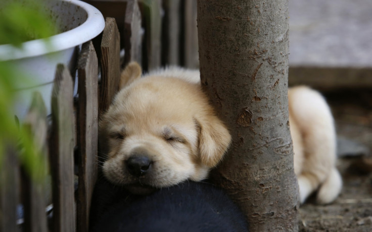 Labrador puppy