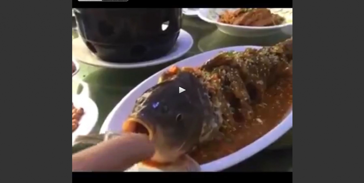 Crazy video shows a cooked fish seemingly come back to