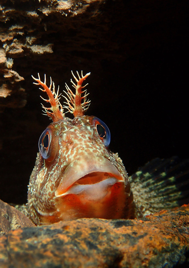 Underwater Photographer of the Year 2016