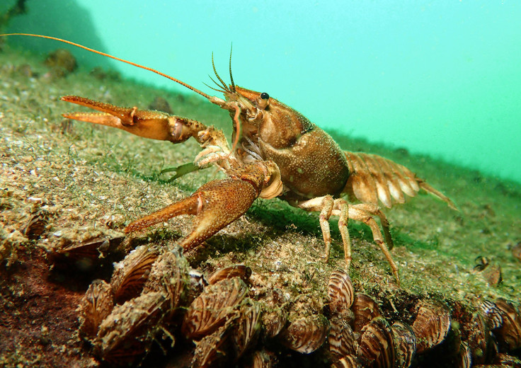 Underwater Photographer of the Year 2016