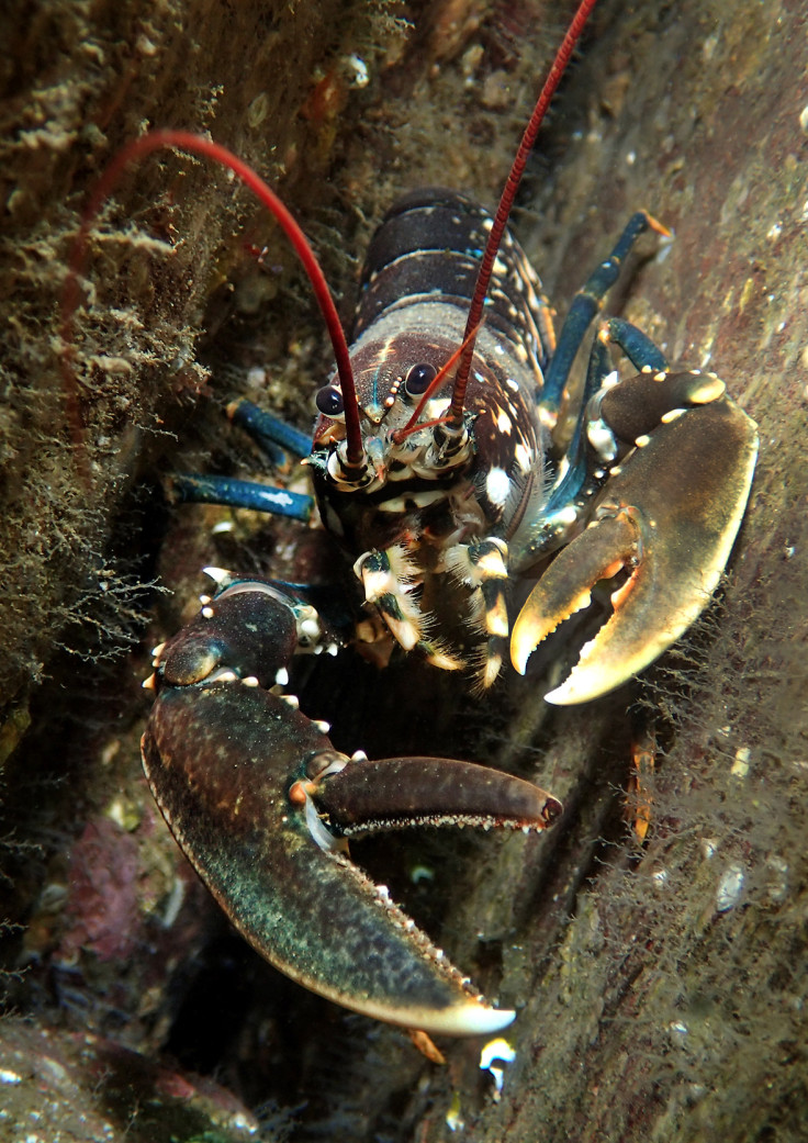 Underwater Photographer of the Year 2016