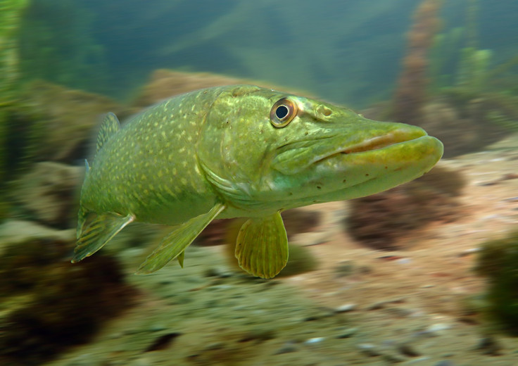 Underwater Photographer of the Year 2016