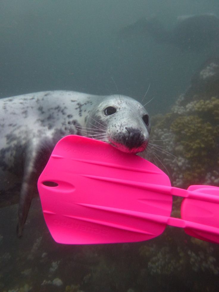 Underwater Photographer of the Year 2016