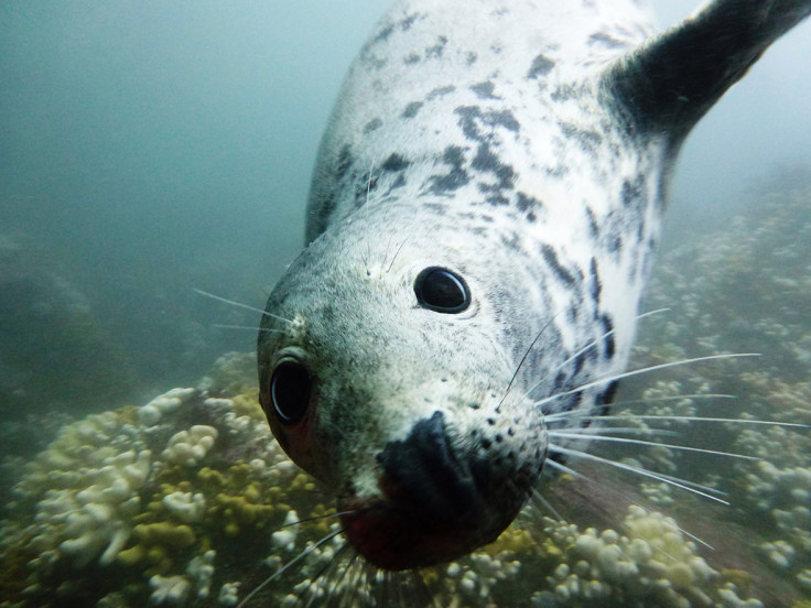 Underwater Photographer of the Year 2016