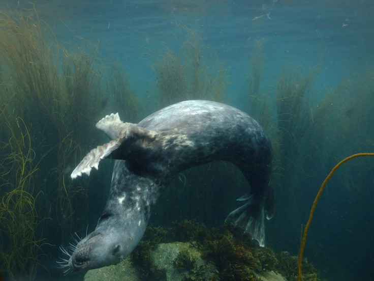 Underwater Photographer of the Year 2016