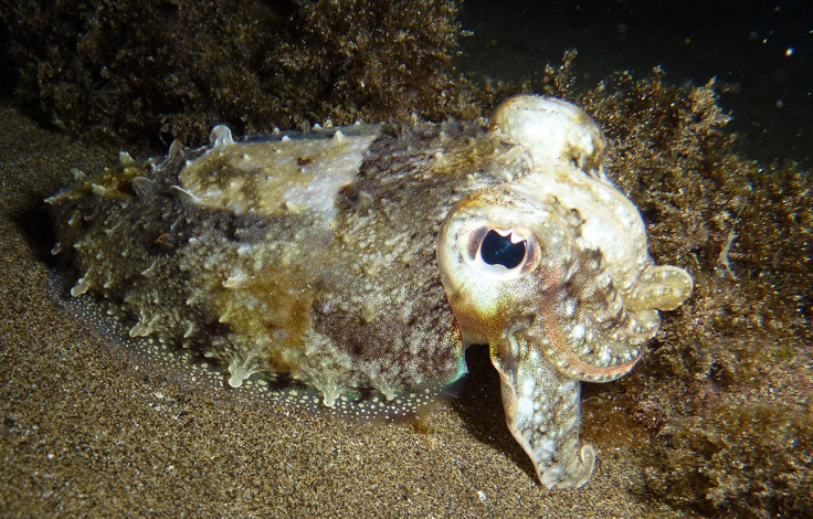 Underwater Photographer of the Year 2016