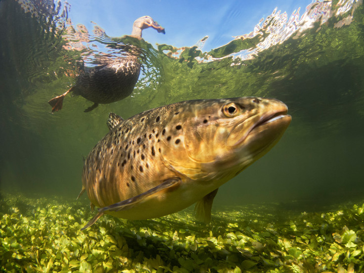 Underwater Photographer of the Year 2016