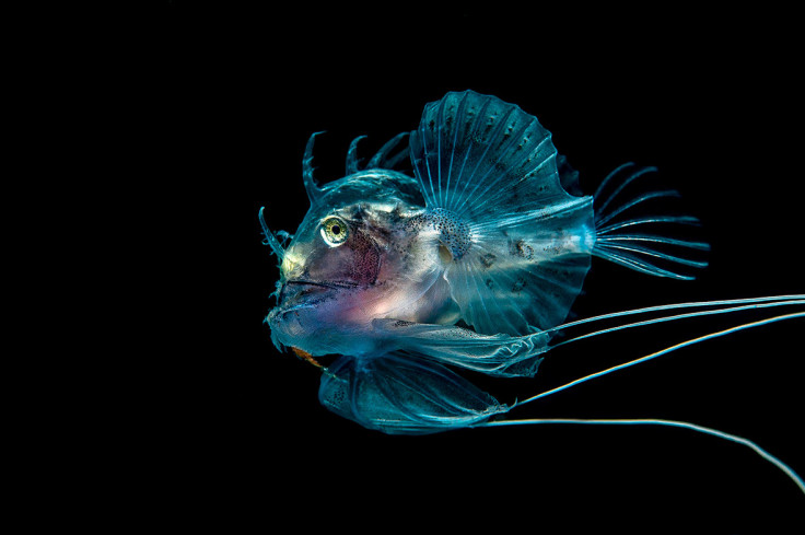 Underwater Photographer of the Year 2016