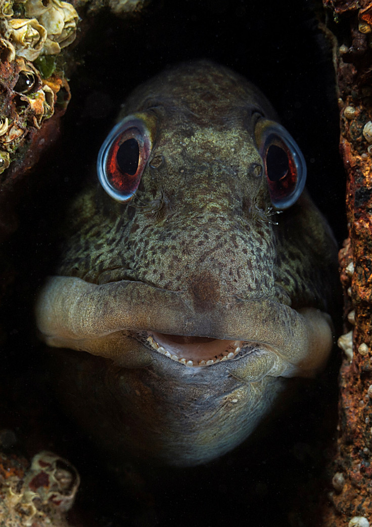 Underwater Photographer of the Year 2016