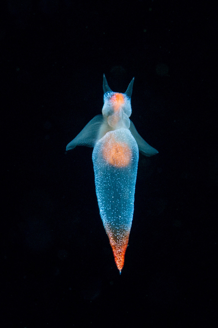 Underwater Photographer of the Year 2016