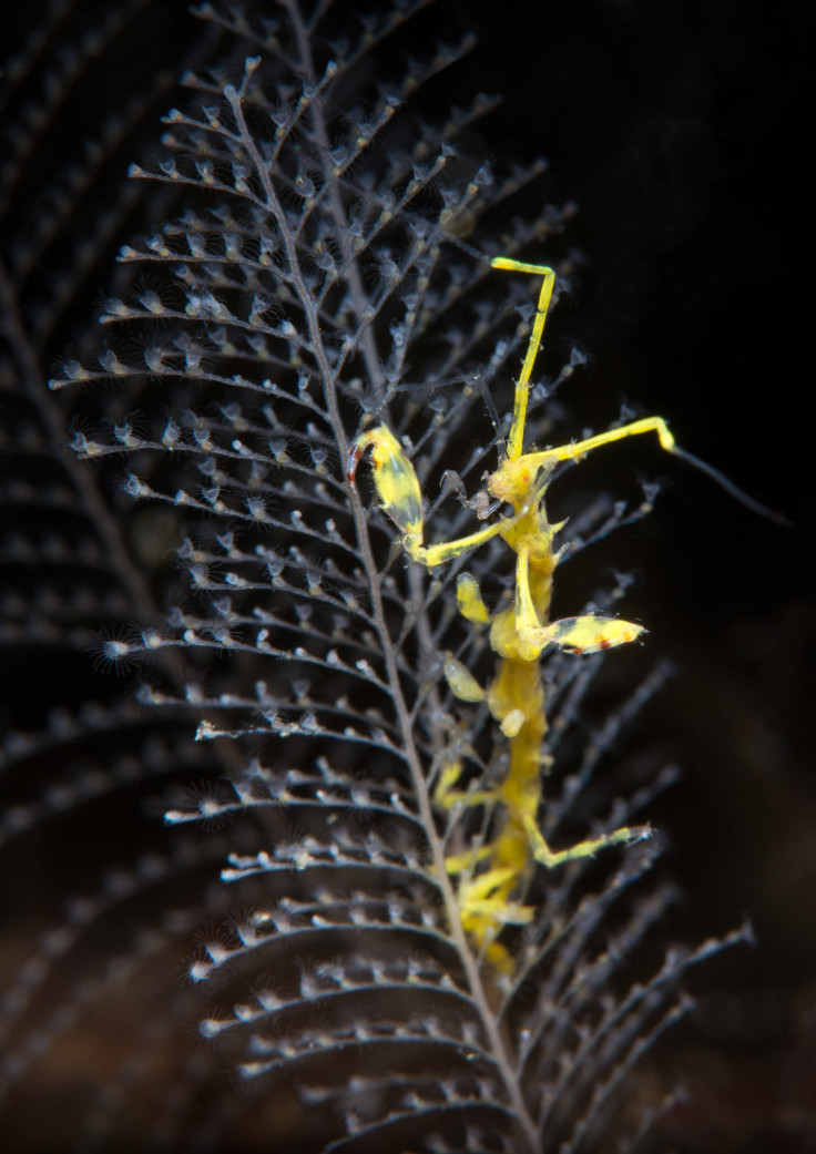 Underwater Photographer of the Year 2016