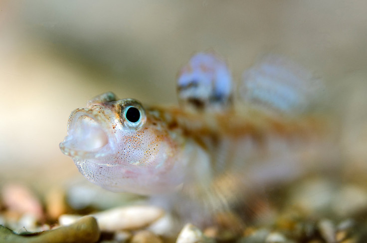 Underwater Photographer of the Year 2016