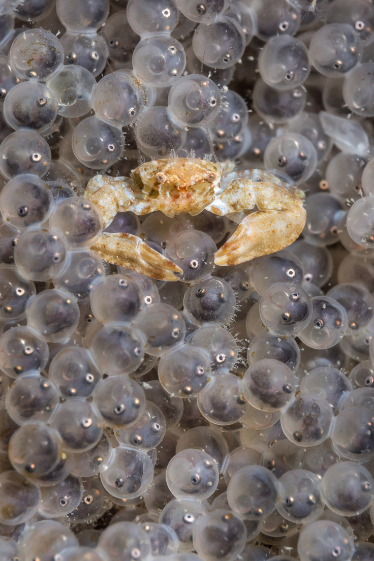 Underwater Photographer of the Year 2016