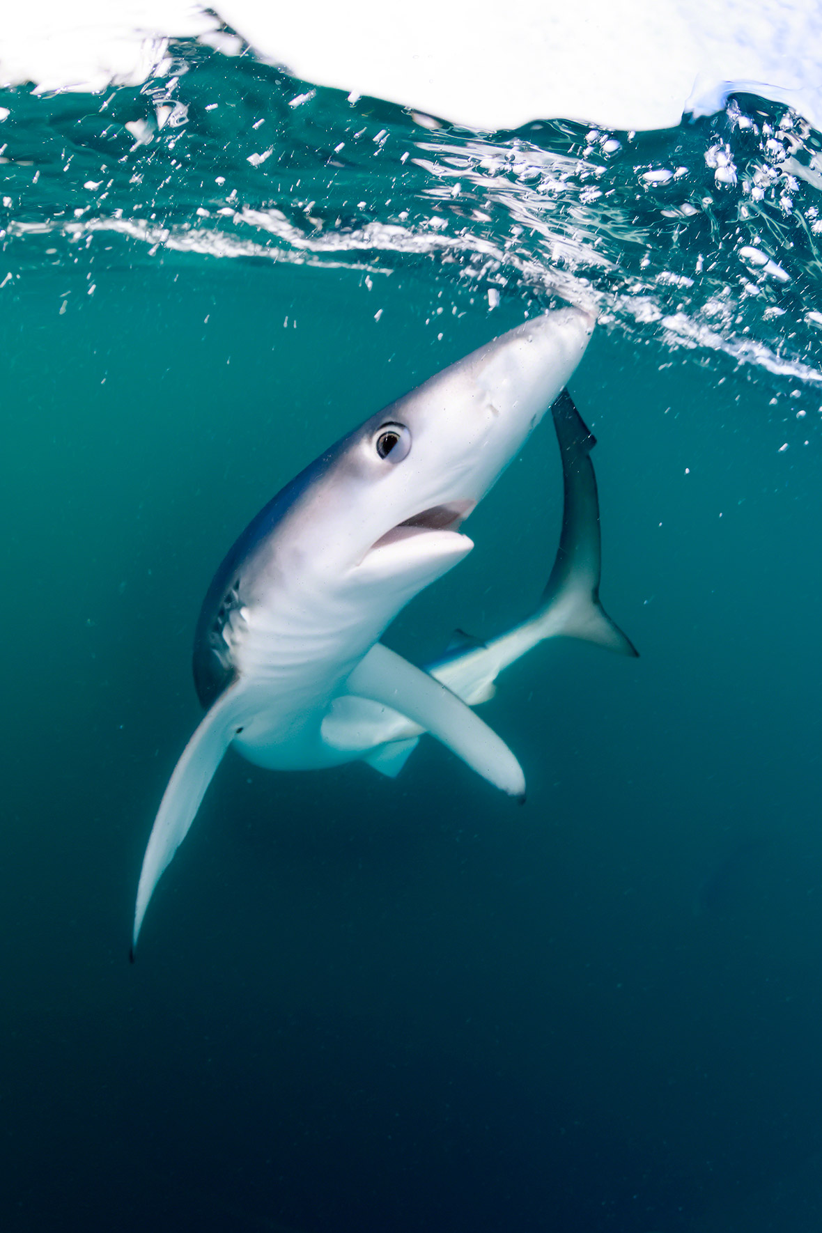 Blue Shark Attack