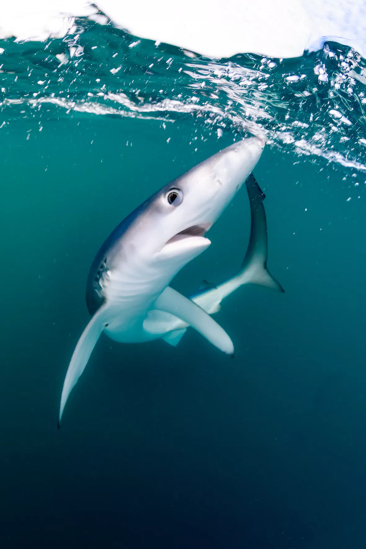 Shark attacks woman off British coast for first time since 1847 - Vimarsana News