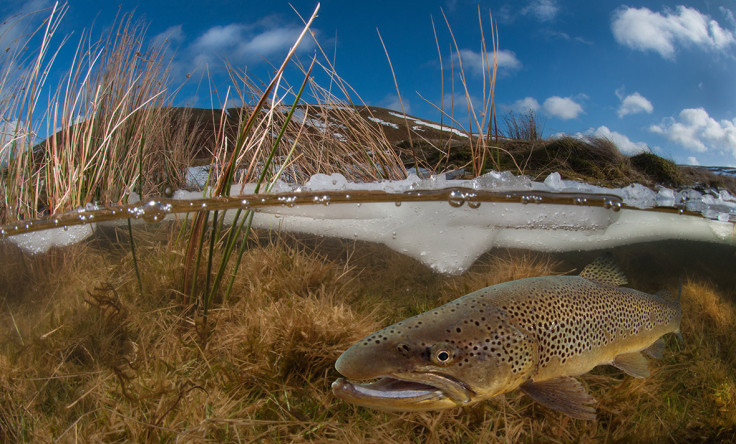 Underwater Photographer of the Year 2016