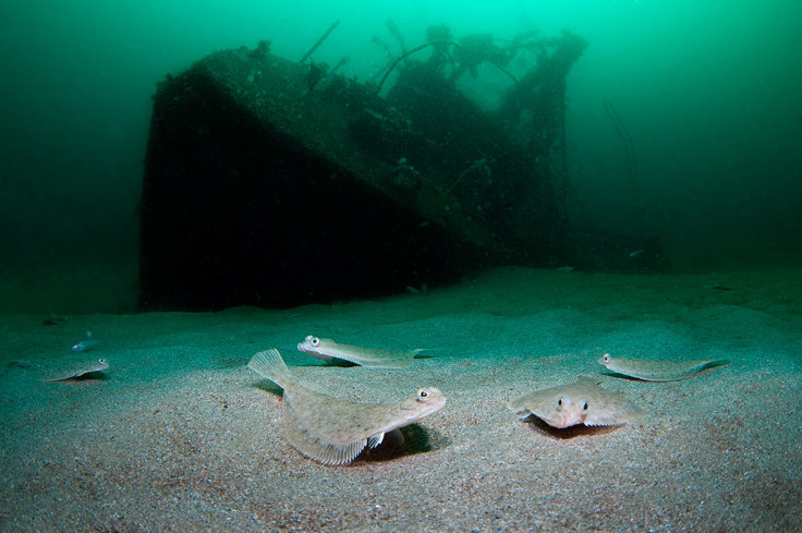 Underwater Photographer of the Year 2016