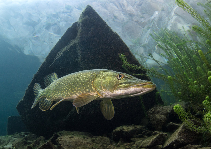 Underwater Photographer of the Year 2016