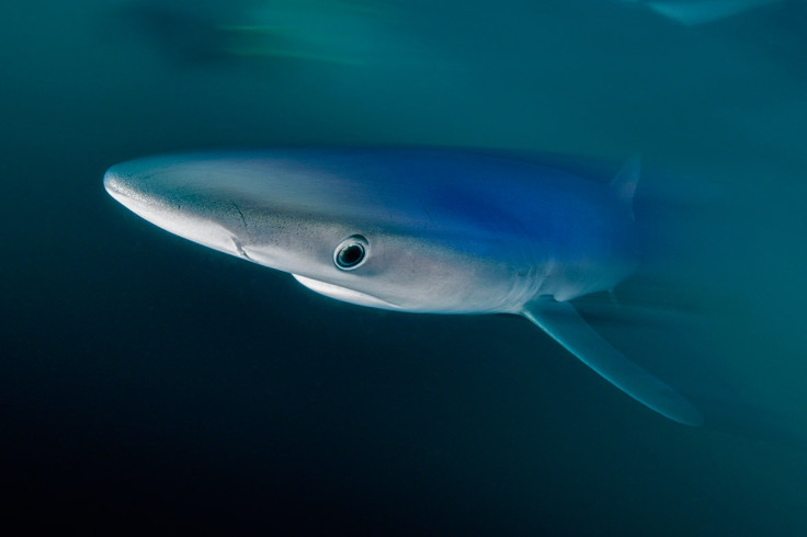 Underwater Photographer of the Year 2016