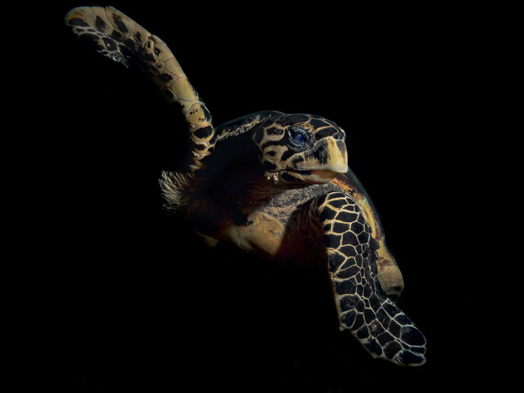 Underwater Photographer of the Year 2016