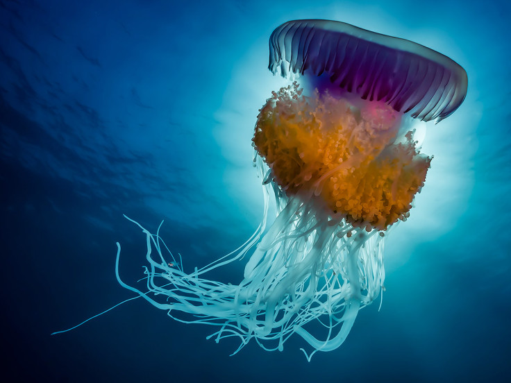 Underwater Photographer of the Year 2016