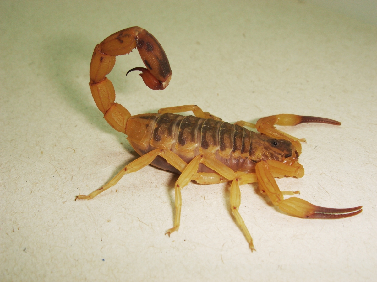 Deadly scorpion sting symptoms could be treated with everyday anti ...