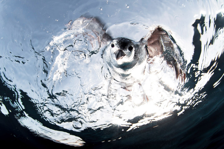 Underwater Photographer of the Year 2016