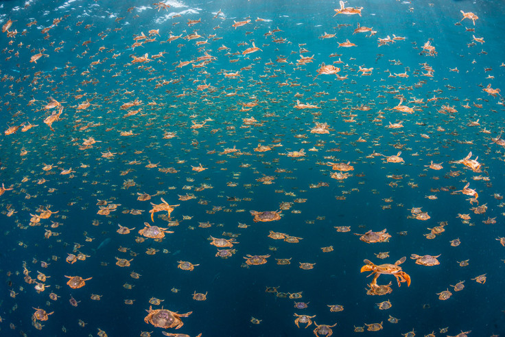 Underwater Photographer of the Year 2016