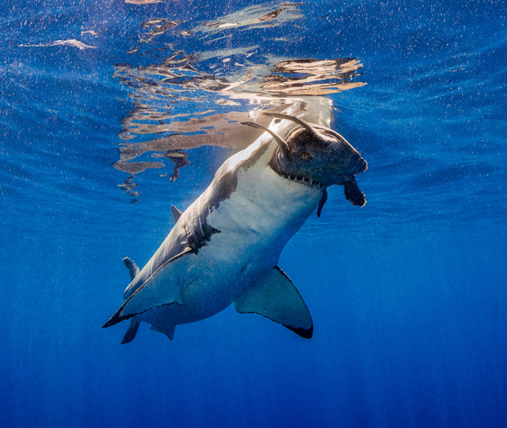 Underwater Photographer of the Year 2016